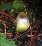 Dusky-capped Flycatcher