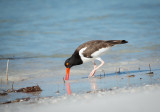 American Oystercatcher-9311.jpg