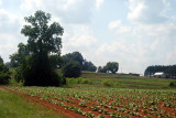 Person County tobacco field