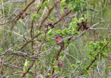 Rdstrupig sngare - Eastern Subalpine Warbler (S.c. albistriata)
