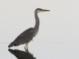 Grhger - Grey Heron (Ardea cinerea)