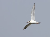 Forsters Tern (Sterna forsteri)