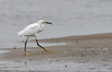 Snowy Egret (Egretta thula) 