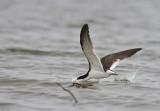 Black skimmer - (Rynchops niger)