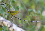 Yellow Warbler ( Dendroica petechia)