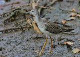 Lesser Yellowlegs (Tringa flavipes) 