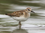 Least Sandpiper (Calidris minutilla) 