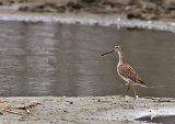 Mindre beckasinsnppa - Short-billed Dowitcher (Limnodromus griseus)