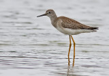 Lesser Yellowlegs (Tringa flavipes) 