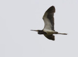 Tricolored Heron (Egretta tricolor) 