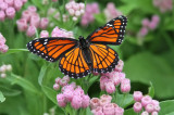 Monarch (Danaus plexippus)