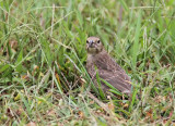 Brown-headed Cowbird (Molothrus ater)