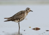 American Golden Plover (Pluvialis dominica) 