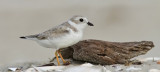 Piping Plover (Charadrius melodus) 