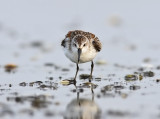 Western Sandpiper (Calidris mauri) 