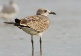 Laughing Gull (Leucophaeus atricilla)