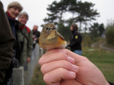 Blstjrt - Red-flanked Bluetail (Tarsiger cyanurus)