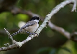 Carolina Chickadee (Poecile carolinensis)