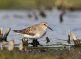 White-rumped Sandpiper (Calidris fuscicollis)