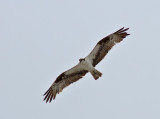 Osprey (Pandion haliaetus)