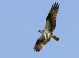 Osprey (Pandion haliaetus)