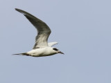 Forsters Tern (Sterna forsteri) 
