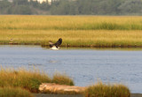 Osprey (Pandion haliaetus) 