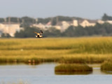 Black-bellied Plover (Pluvialis squatarola) 