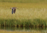  Long-billed Dowitcher (Limnodromus scolopaceus)