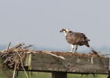 Osprey (Pandion haliaetus)