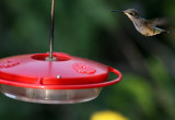 Ruby-throated Hummingbird (Archilochus colubris)