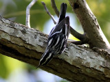 Black-and-white Warbler (Mniotilta varia)