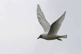 Isms - Ivory Gull (Pagophila eburnea) 