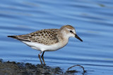 Semipalmated Sandpiper (Calidris pusilla) 