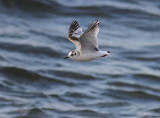Dvrgms - Little Gull  (Hydrocoloeus minutus) 