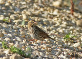 Savannah sparrow (Passerculus sandwichensis) 