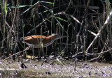 Least Bittern (Ixobrychus exilis)