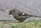 Two-barred Crossbill (Loxia leucoptera) 