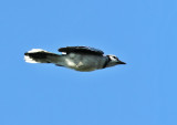 Blue jay (Cyanocitta cristata) 