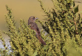 Seaside Sparrow (Ammodramus maritimus)