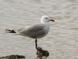 Rdnbbad trut - Audouins gull (Ichthyaetus audouinii)