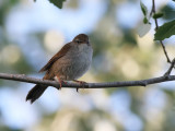 Cettisngare - Cettis Warbler (Cettia cetti) 