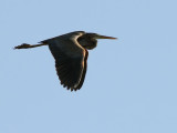 Purpurhger - Purple Heron (Ardea purpurea) 