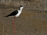 Styltlpare - Black-winged stilt (Himantopus himantopus) 