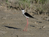 Styltlpare - Black-winged stilt (Himantopus himantopus) 