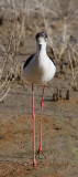 Styltlpare - Black-winged stilt (Himantopus himantopus) 