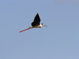 Styltlpare - Black-winged stilt (Himantopus himantopus) 