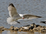 Rdnbbad trut - Audouins gull (Ichthyaetus audouinii)