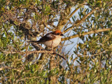 Rdhuvad trnskata - Woodchat Shrike (Lanius senator ssp badius)