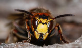Blgeting - European hornet (Vespa crabro)